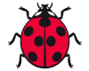 Coccinelle Rouge