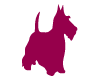 Fox Terrier Framboise