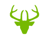 Tete de Cerf Vert